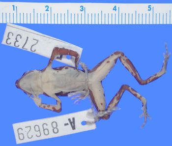 Media type: image; Herpetology A-89629
